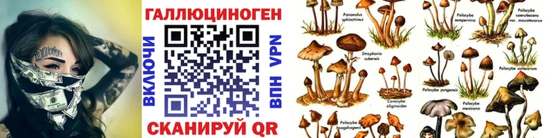 Купить  Дюртюли  Псилоцибиновые грибы Psilocybine cubensis 